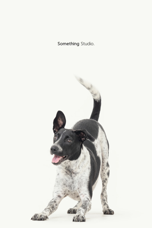 SOMETHINGSTUDIO,三牲工作室,三牲,中途攝影,寵物寫真,寵物攝影,寵物肖像,毛孩,毛孩寫真,汪星人,喵星人,兔星人,狗,米克斯,領養不棄養,領養代替購買