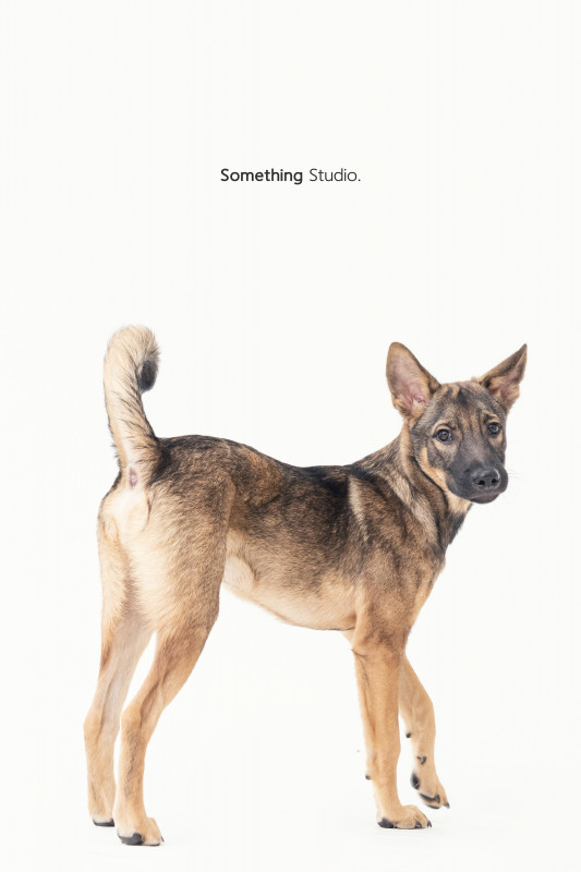SOMETHINGSTUDIO,三牲工作室,三牲,中途攝影,寵物寫真,寵物攝影,寵物肖像,毛孩,毛孩寫真,汪星人,喵星人,兔星人,狗,米克斯,領養不棄養,領養代替購買