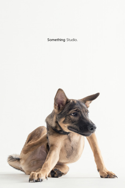 SOMETHINGSTUDIO,三牲工作室,三牲,中途攝影,寵物寫真,寵物攝影,寵物肖像,毛孩,毛孩寫真,汪星人,喵星人,兔星人,狗,米克斯,領養不棄養,領養代替購買