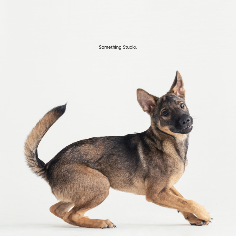 SOMETHINGSTUDIO,三牲工作室,三牲,中途攝影,寵物寫真,寵物攝影,寵物肖像,毛孩,毛孩寫真,汪星人,喵星人,兔星人,狗,米克斯,領養不棄養,領養代替購買