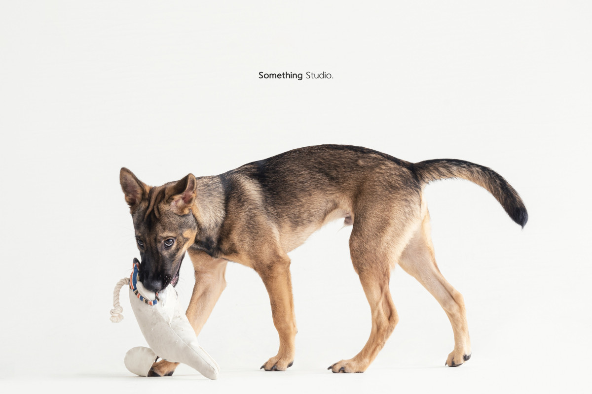 SOMETHINGSTUDIO,三牲工作室,三牲,中途攝影,寵物寫真,寵物攝影,寵物肖像,毛孩,毛孩寫真,汪星人,喵星人,兔星人,狗,米克斯,領養不棄養,領養代替購買