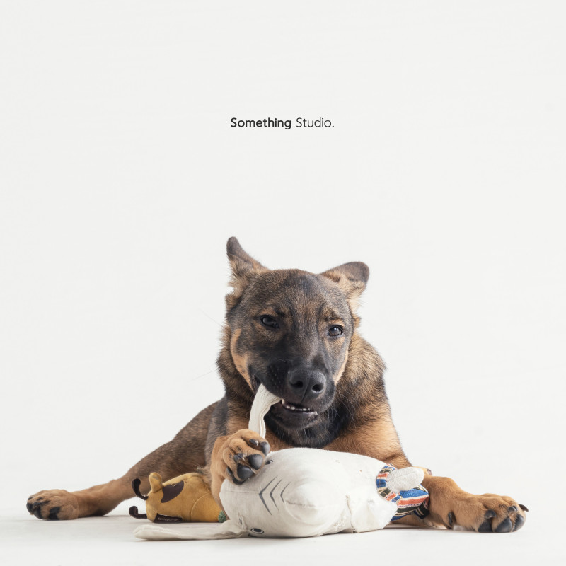 SOMETHINGSTUDIO,三牲工作室,三牲,中途攝影,寵物寫真,寵物攝影,寵物肖像,毛孩,毛孩寫真,汪星人,喵星人,兔星人,狗,米克斯,領養不棄養,領養代替購買