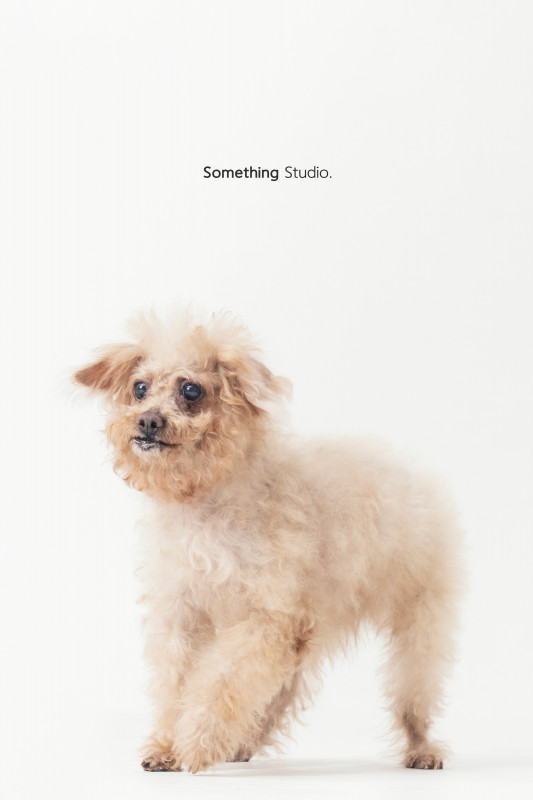 SOMETHINGSTUDIO,三牲工作室,三牲,中途攝影,寵物寫真,寵物攝影,寵物肖像,毛孩,毛孩寫真,汪星人,喵星人,兔星人,狗,米克斯,領養不棄養,領養代替購買