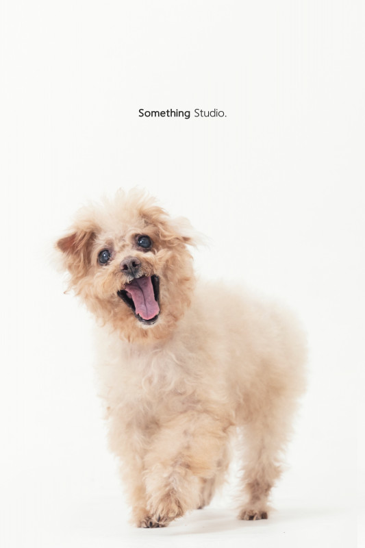 SOMETHINGSTUDIO,三牲工作室,三牲,中途攝影,寵物寫真,寵物攝影,寵物肖像,毛孩,毛孩寫真,汪星人,喵星人,兔星人,狗,米克斯,領養不棄養,領養代替購買