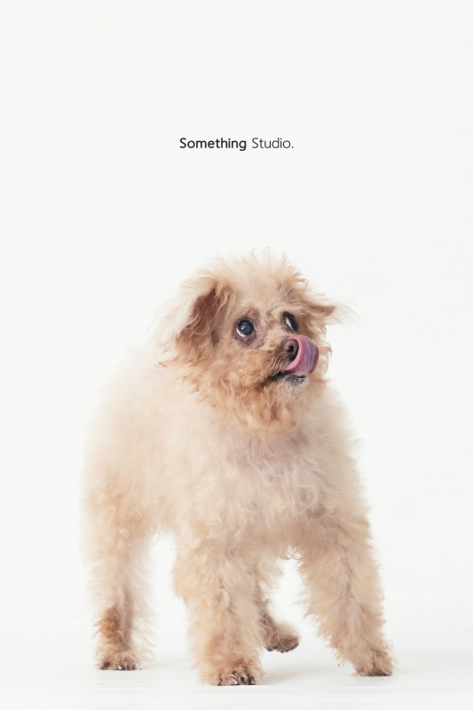 SOMETHINGSTUDIO,三牲工作室,三牲,中途攝影,寵物寫真,寵物攝影,寵物肖像,毛孩,毛孩寫真,汪星人,喵星人,兔星人,狗,米克斯,領養不棄養,領養代替購買