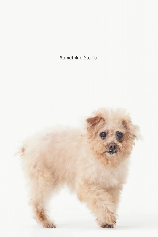 SOMETHINGSTUDIO,三牲工作室,三牲,中途攝影,寵物寫真,寵物攝影,寵物肖像,毛孩,毛孩寫真,汪星人,喵星人,兔星人,狗,米克斯,領養不棄養,領養代替購買