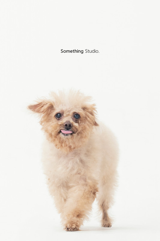 SOMETHINGSTUDIO,三牲工作室,三牲,中途攝影,寵物寫真,寵物攝影,寵物肖像,毛孩,毛孩寫真,汪星人,喵星人,兔星人,狗,米克斯,領養不棄養,領養代替購買