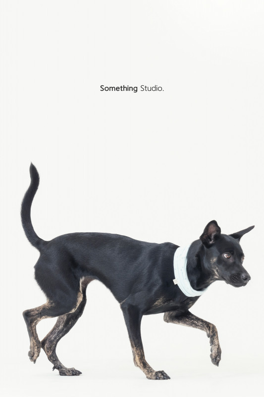 SOMETHINGSTUDIO,三牲工作室,三牲,中途攝影,寵物寫真,寵物攝影,寵物肖像,毛孩,毛孩寫真,汪星人,喵星人,兔星人,狗,米克斯,領養不棄養,領養代替購買
