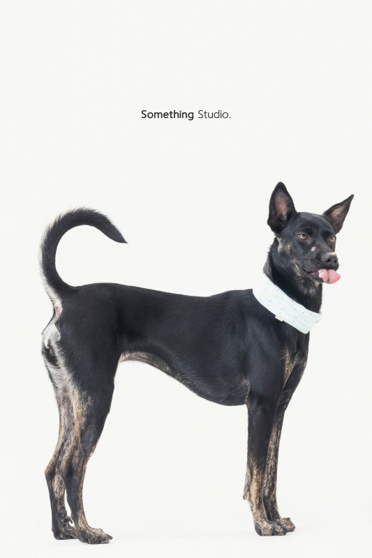 SOMETHINGSTUDIO,三牲工作室,三牲,中途攝影,寵物寫真,寵物攝影,寵物肖像,毛孩,毛孩寫真,汪星人,喵星人,兔星人,狗,米克斯,領養不棄養,領養代替購買