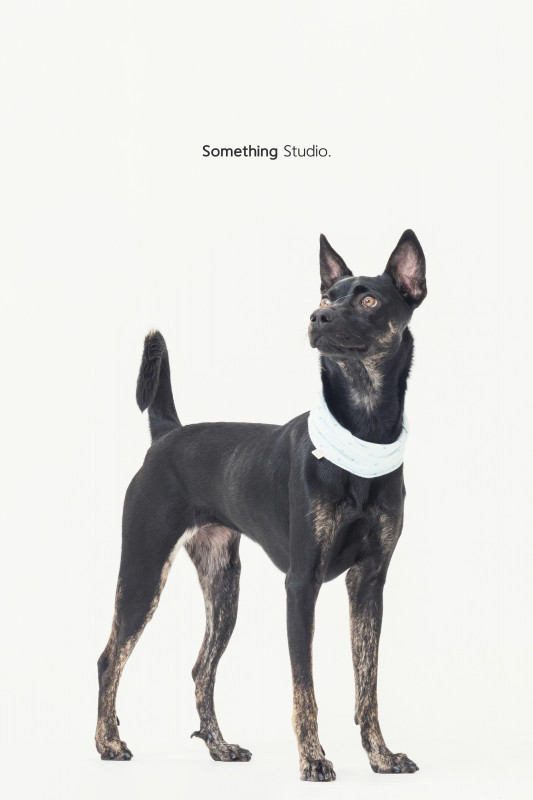 SOMETHINGSTUDIO,三牲工作室,三牲,中途攝影,寵物寫真,寵物攝影,寵物肖像,毛孩,毛孩寫真,汪星人,喵星人,兔星人,狗,米克斯,領養不棄養,領養代替購買