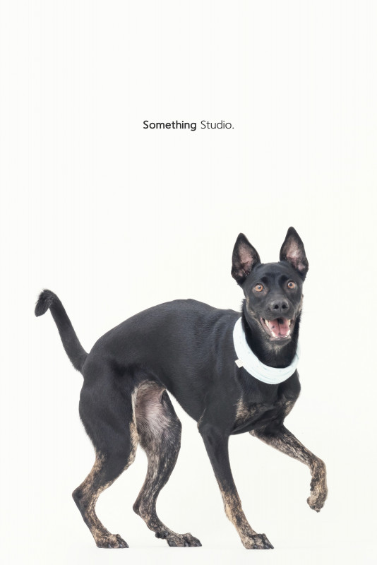 SOMETHINGSTUDIO,三牲工作室,三牲,中途攝影,寵物寫真,寵物攝影,寵物肖像,毛孩,毛孩寫真,汪星人,喵星人,兔星人,狗,米克斯,領養不棄養,領養代替購買
