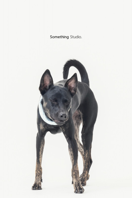 SOMETHINGSTUDIO,三牲工作室,三牲,中途攝影,寵物寫真,寵物攝影,寵物肖像,毛孩,毛孩寫真,汪星人,喵星人,兔星人,狗,米克斯,領養不棄養,領養代替購買