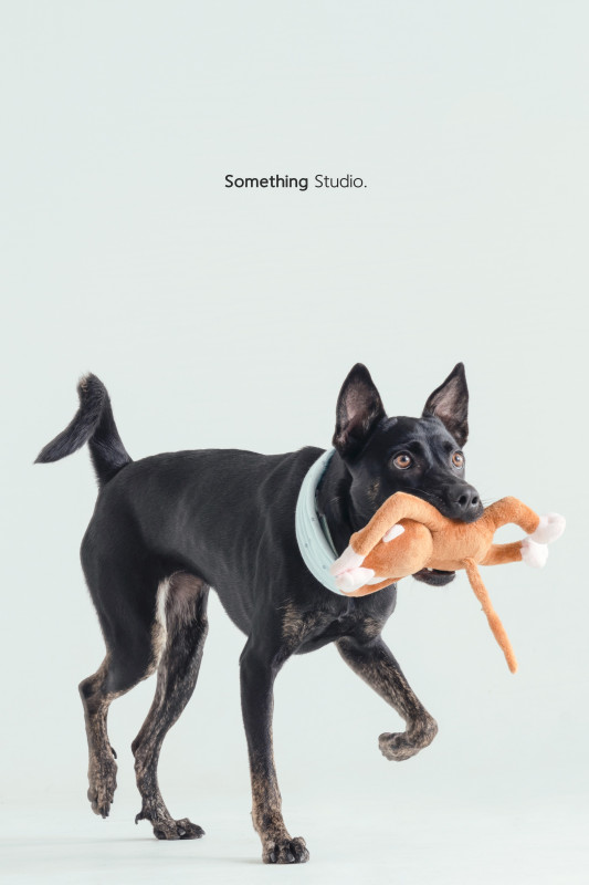 SOMETHINGSTUDIO,三牲工作室,三牲,中途攝影,寵物寫真,寵物攝影,寵物肖像,毛孩,毛孩寫真,汪星人,喵星人,兔星人,狗,米克斯,領養不棄養,領養代替購買