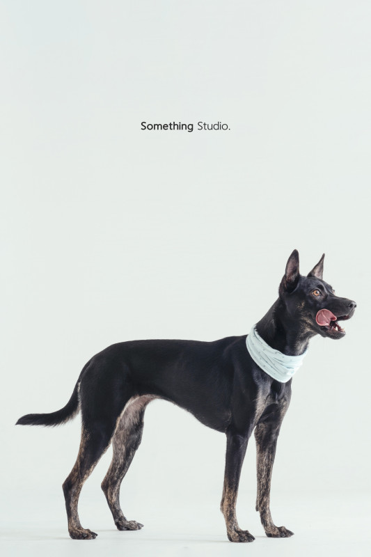 SOMETHINGSTUDIO,三牲工作室,三牲,中途攝影,寵物寫真,寵物攝影,寵物肖像,毛孩,毛孩寫真,汪星人,喵星人,兔星人,狗,米克斯,領養不棄養,領養代替購買