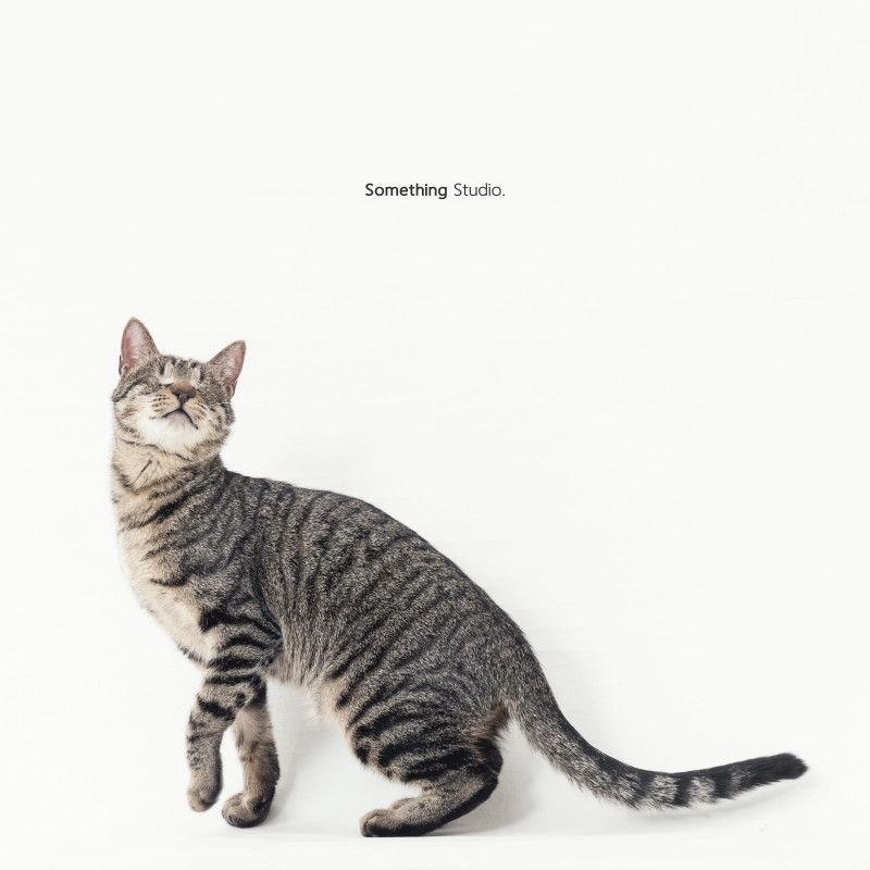 SOMETHINGSTUDIO,三牲工作室,三牲,中途攝影,寵物寫真,寵物攝影,寵物肖像,毛孩,毛孩寫真,汪星人,喵星人,兔星人,狗,米克斯,領養不棄養,領養代替購買