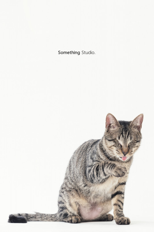 SOMETHINGSTUDIO,三牲工作室,三牲,中途攝影,寵物寫真,寵物攝影,寵物肖像,毛孩,毛孩寫真,汪星人,喵星人,兔星人,狗,米克斯,領養不棄養,領養代替購買