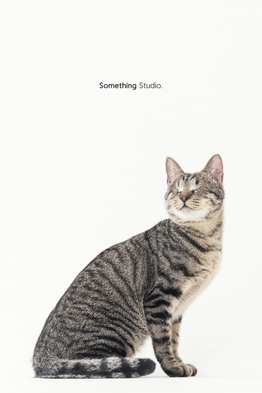 SOMETHINGSTUDIO,三牲工作室,三牲,中途攝影,寵物寫真,寵物攝影,寵物肖像,毛孩,毛孩寫真,汪星人,喵星人,兔星人,狗,米克斯,領養不棄養,領養代替購買