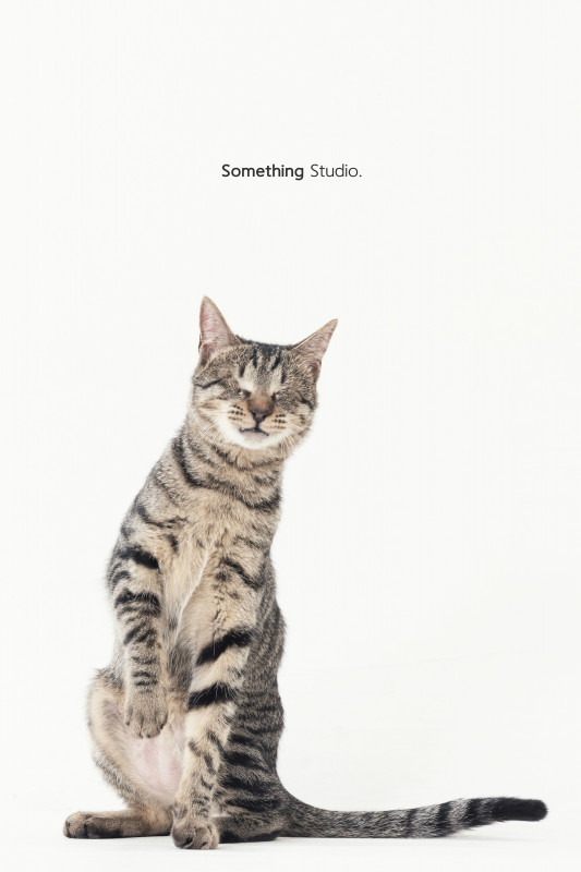SOMETHINGSTUDIO,三牲工作室,三牲,中途攝影,寵物寫真,寵物攝影,寵物肖像,毛孩,毛孩寫真,汪星人,喵星人,兔星人,狗,米克斯,領養不棄養,領養代替購買
