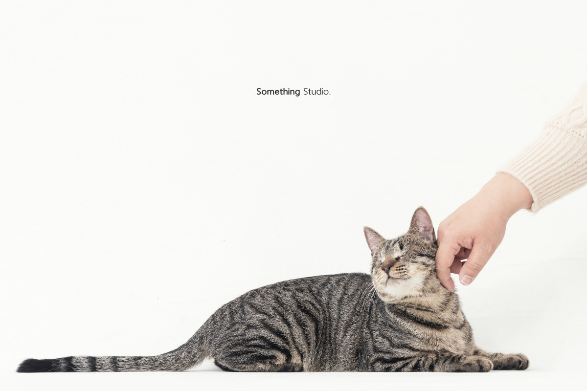 SOMETHINGSTUDIO,三牲工作室,三牲,中途攝影,寵物寫真,寵物攝影,寵物肖像,毛孩,毛孩寫真,汪星人,喵星人,兔星人,狗,米克斯,領養不棄養,領養代替購買