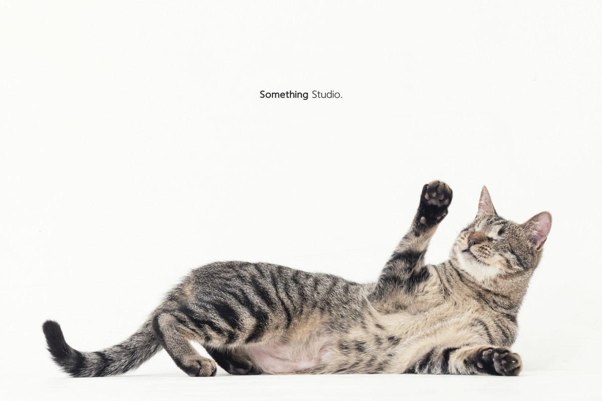 SOMETHINGSTUDIO,三牲工作室,三牲,中途攝影,寵物寫真,寵物攝影,寵物肖像,毛孩,毛孩寫真,汪星人,喵星人,兔星人,狗,米克斯,領養不棄養,領養代替購買