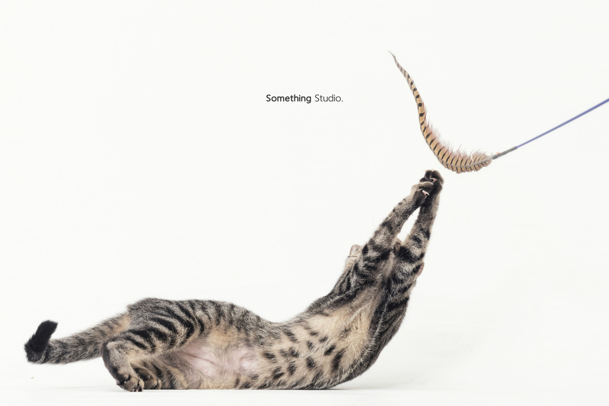 SOMETHINGSTUDIO,三牲工作室,三牲,中途攝影,寵物寫真,寵物攝影,寵物肖像,毛孩,毛孩寫真,汪星人,喵星人,兔星人,狗,米克斯,領養不棄養,領養代替購買