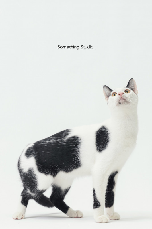 SOMETHINGSTUDIO,三牲工作室,三牲,中途攝影,寵物寫真,寵物攝影,寵物肖像,毛孩,毛孩寫真,汪星人,喵星人,兔星人,狗,米克斯,領養不棄養,領養代替購買