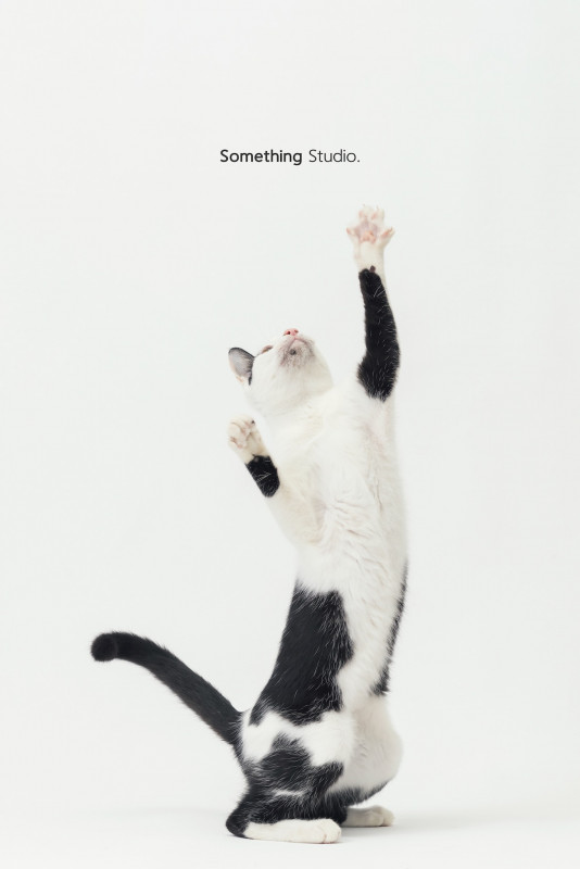 SOMETHINGSTUDIO,三牲工作室,三牲,中途攝影,寵物寫真,寵物攝影,寵物肖像,毛孩,毛孩寫真,汪星人,喵星人,兔星人,狗,米克斯,領養不棄養,領養代替購買