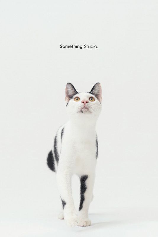 SOMETHINGSTUDIO,三牲工作室,三牲,中途攝影,寵物寫真,寵物攝影,寵物肖像,毛孩,毛孩寫真,汪星人,喵星人,兔星人,狗,米克斯,領養不棄養,領養代替購買