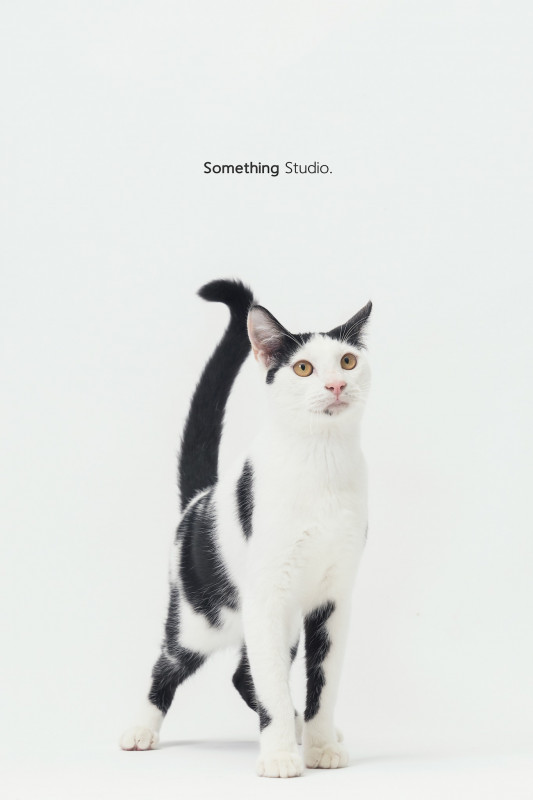 SOMETHINGSTUDIO,三牲工作室,三牲,中途攝影,寵物寫真,寵物攝影,寵物肖像,毛孩,毛孩寫真,汪星人,喵星人,兔星人,狗,米克斯,領養不棄養,領養代替購買