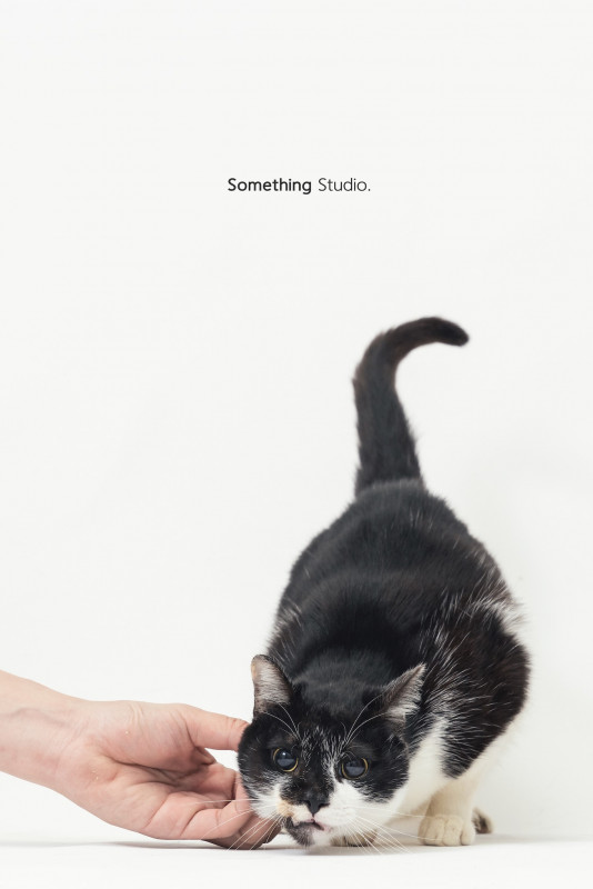 SOMETHINGSTUDIO,三牲工作室,三牲,中途攝影,寵物寫真,寵物攝影,寵物肖像,毛孩,毛孩寫真,汪星人,喵星人,兔星人,狗,米克斯,領養不棄養,領養代替購買