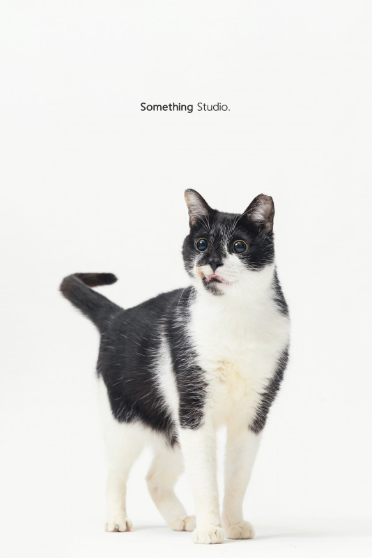 SOMETHINGSTUDIO,三牲工作室,三牲,中途攝影,寵物寫真,寵物攝影,寵物肖像,毛孩,毛孩寫真,汪星人,喵星人,兔星人,狗,米克斯,領養不棄養,領養代替購買