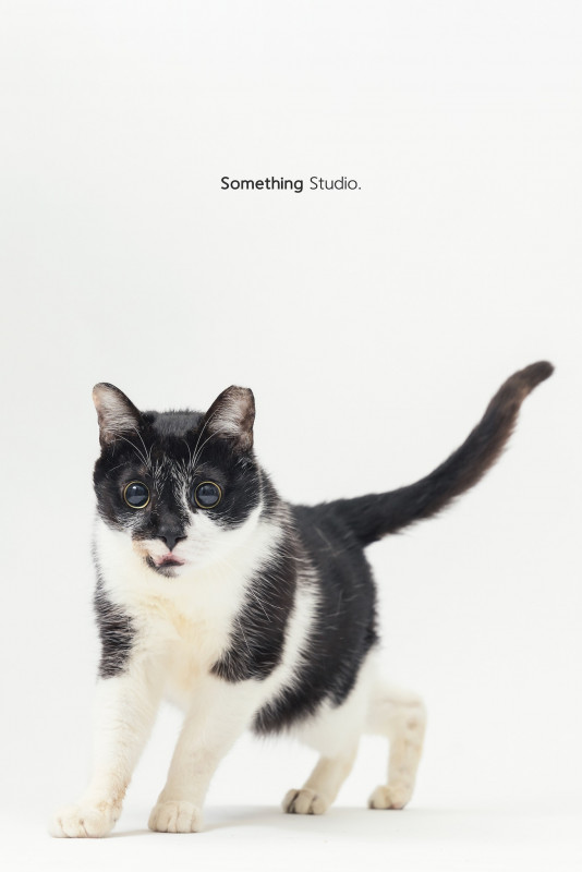 SOMETHINGSTUDIO,三牲工作室,三牲,中途攝影,寵物寫真,寵物攝影,寵物肖像,毛孩,毛孩寫真,汪星人,喵星人,兔星人,狗,米克斯,領養不棄養,領養代替購買