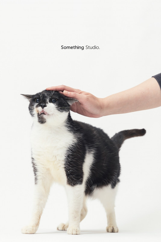 SOMETHINGSTUDIO,三牲工作室,三牲,中途攝影,寵物寫真,寵物攝影,寵物肖像,毛孩,毛孩寫真,汪星人,喵星人,兔星人,狗,米克斯,領養不棄養,領養代替購買