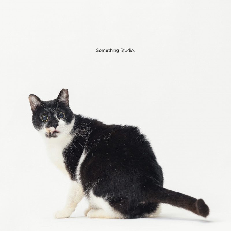 SOMETHINGSTUDIO,三牲工作室,三牲,中途攝影,寵物寫真,寵物攝影,寵物肖像,毛孩,毛孩寫真,汪星人,喵星人,兔星人,狗,米克斯,領養不棄養,領養代替購買