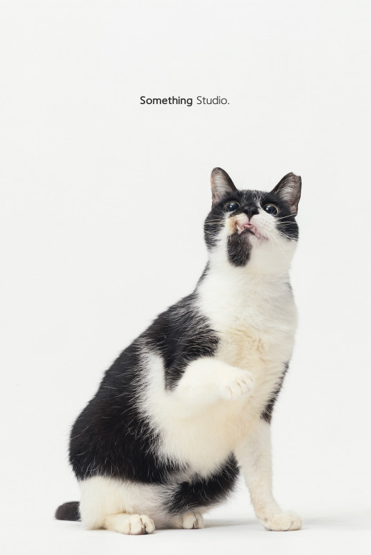 SOMETHINGSTUDIO,三牲工作室,三牲,中途攝影,寵物寫真,寵物攝影,寵物肖像,毛孩,毛孩寫真,汪星人,喵星人,兔星人,狗,米克斯,領養不棄養,領養代替購買