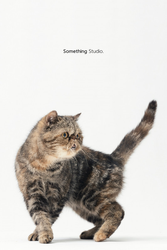 SOMETHINGSTUDIO,三牲工作室,三牲,中途攝影,寵物寫真,寵物攝影,寵物肖像,毛孩,毛孩寫真,汪星人,喵星人,兔星人,狗,米克斯,領養不棄養,領養代替購買