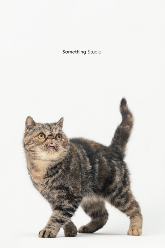 SOMETHINGSTUDIO,三牲工作室,三牲,中途攝影,寵物寫真,寵物攝影,寵物肖像,毛孩,毛孩寫真,汪星人,喵星人,兔星人,狗,米克斯,領養不棄養,領養代替購買