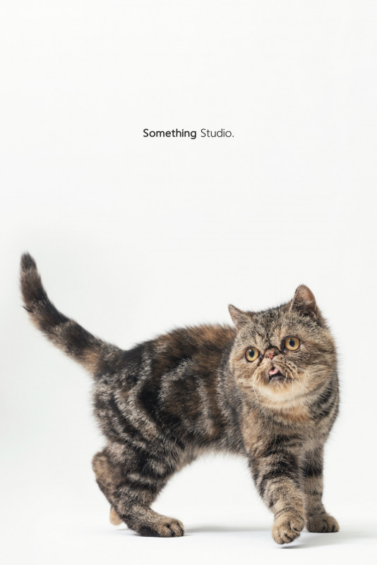 SOMETHINGSTUDIO,三牲工作室,三牲,中途攝影,寵物寫真,寵物攝影,寵物肖像,毛孩,毛孩寫真,汪星人,喵星人,兔星人,狗,米克斯,領養不棄養,領養代替購買