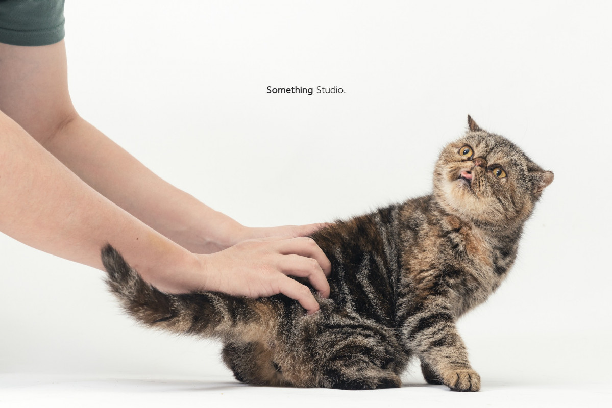 SOMETHINGSTUDIO,三牲工作室,三牲,中途攝影,寵物寫真,寵物攝影,寵物肖像,毛孩,毛孩寫真,汪星人,喵星人,兔星人,狗,米克斯,領養不棄養,領養代替購買