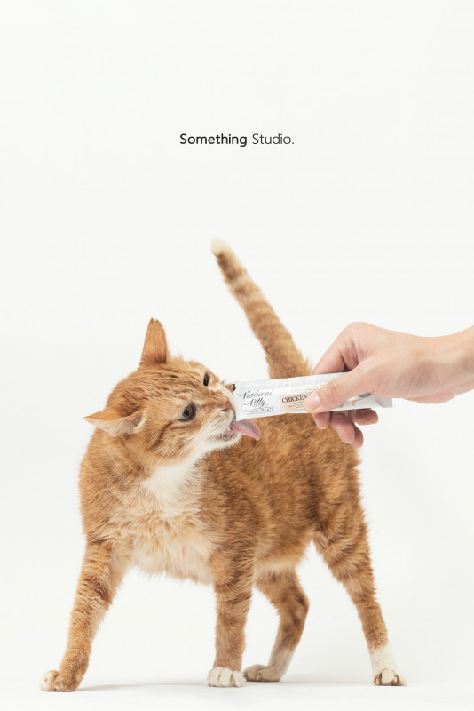 SOMETHINGSTUDIO,三牲工作室,三牲,中途攝影,寵物寫真,寵物攝影,寵物肖像,毛孩,毛孩寫真,汪星人,喵星人,兔星人,狗,米克斯,領養不棄養,領養代替購買
