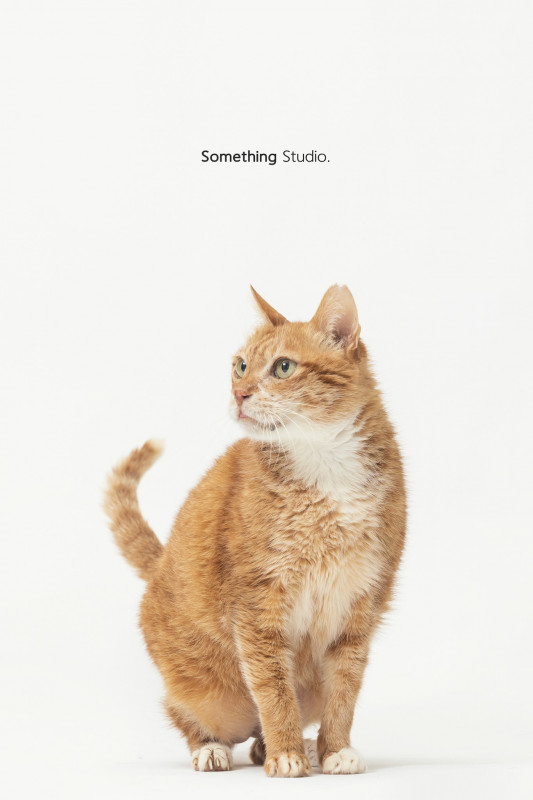 SOMETHINGSTUDIO,三牲工作室,三牲,中途攝影,寵物寫真,寵物攝影,寵物肖像,毛孩,毛孩寫真,汪星人,喵星人,兔星人,狗,米克斯,領養不棄養,領養代替購買