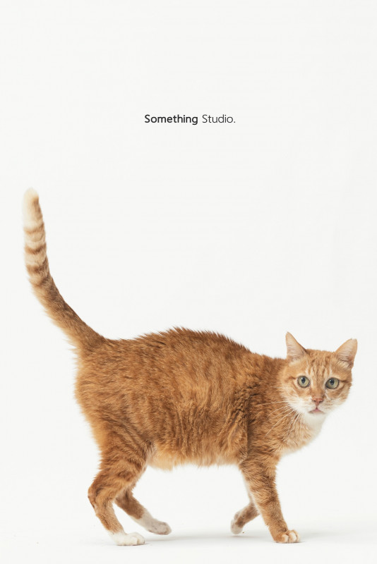 SOMETHINGSTUDIO,三牲工作室,三牲,中途攝影,寵物寫真,寵物攝影,寵物肖像,毛孩,毛孩寫真,汪星人,喵星人,兔星人,狗,米克斯,領養不棄養,領養代替購買