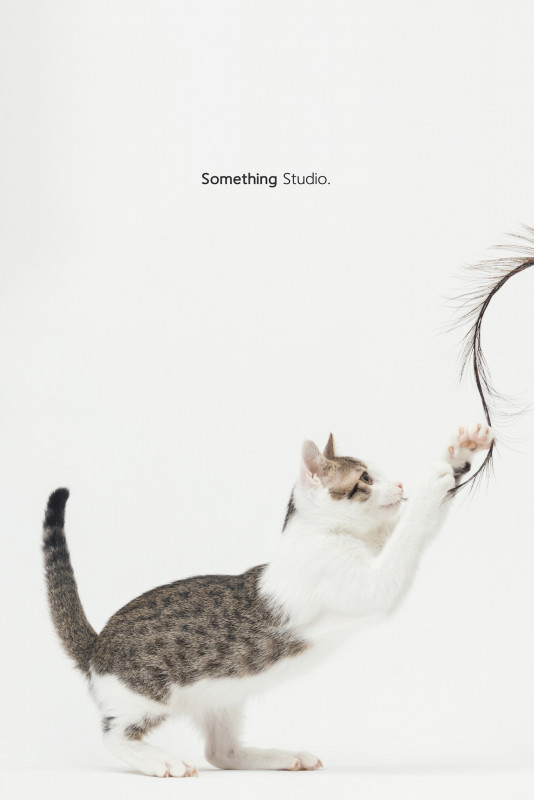 SOMETHINGSTUDIO,三牲工作室,三牲,中途攝影,寵物寫真,寵物攝影,寵物肖像,毛孩,毛孩寫真,汪星人,喵星人,兔星人,狗,米克斯,領養不棄養,領養代替購買