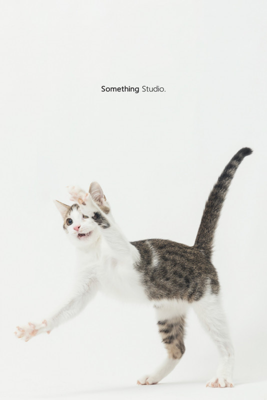 SOMETHINGSTUDIO,三牲工作室,三牲,中途攝影,寵物寫真,寵物攝影,寵物肖像,毛孩,毛孩寫真,汪星人,喵星人,兔星人,狗,米克斯,領養不棄養,領養代替購買