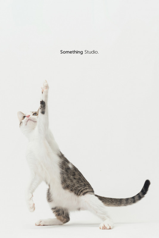 SOMETHINGSTUDIO,三牲工作室,三牲,中途攝影,寵物寫真,寵物攝影,寵物肖像,毛孩,毛孩寫真,汪星人,喵星人,兔星人,狗,米克斯,領養不棄養,領養代替購買