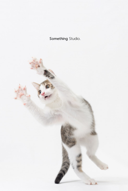 SOMETHINGSTUDIO,三牲工作室,三牲,中途攝影,寵物寫真,寵物攝影,寵物肖像,毛孩,毛孩寫真,汪星人,喵星人,兔星人,狗,米克斯,領養不棄養,領養代替購買