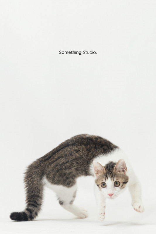 SOMETHINGSTUDIO,三牲工作室,三牲,中途攝影,寵物寫真,寵物攝影,寵物肖像,毛孩,毛孩寫真,汪星人,喵星人,兔星人,狗,米克斯,領養不棄養,領養代替購買
