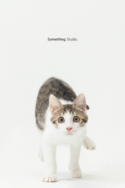 SOMETHINGSTUDIO,三牲工作室,三牲,中途攝影,寵物寫真,寵物攝影,寵物肖像,毛孩,毛孩寫真,汪星人,喵星人,兔星人,狗,米克斯,領養不棄養,領養代替購買