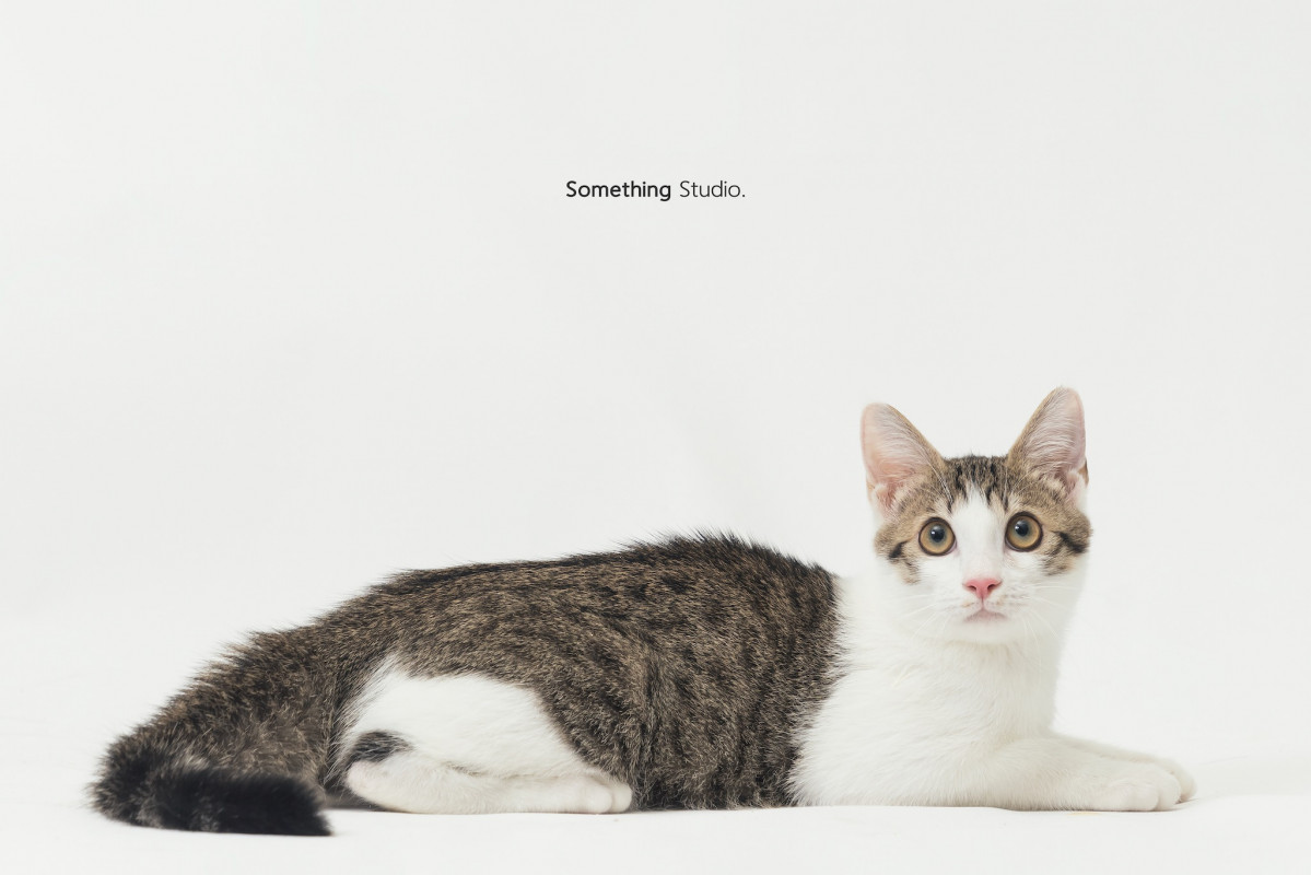 SOMETHINGSTUDIO,三牲工作室,三牲,中途攝影,寵物寫真,寵物攝影,寵物肖像,毛孩,毛孩寫真,汪星人,喵星人,兔星人,狗,米克斯,領養不棄養,領養代替購買