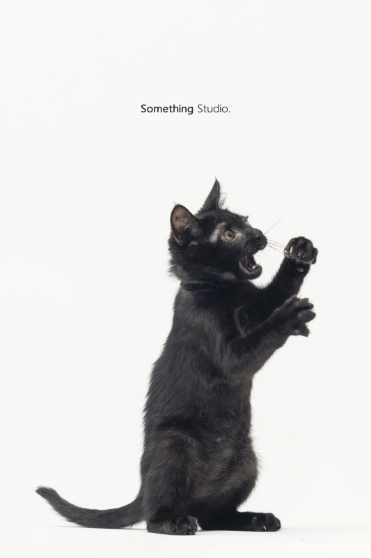SOMETHINGSTUDIO,三牲工作室,三牲,中途攝影,寵物寫真,寵物攝影,寵物肖像,毛孩,毛孩寫真,汪星人,喵星人,兔星人,狗,米克斯,領養不棄養,領養代替購買